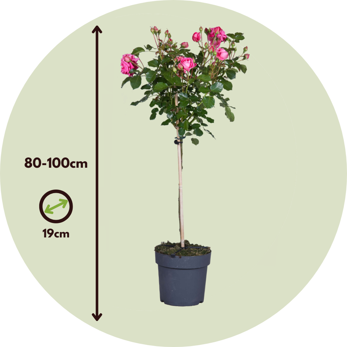 Rosier sur tige - Set de 2 - Rosa palace 'Topkapi' - Hauteur 80-100cm - ⌀19cm