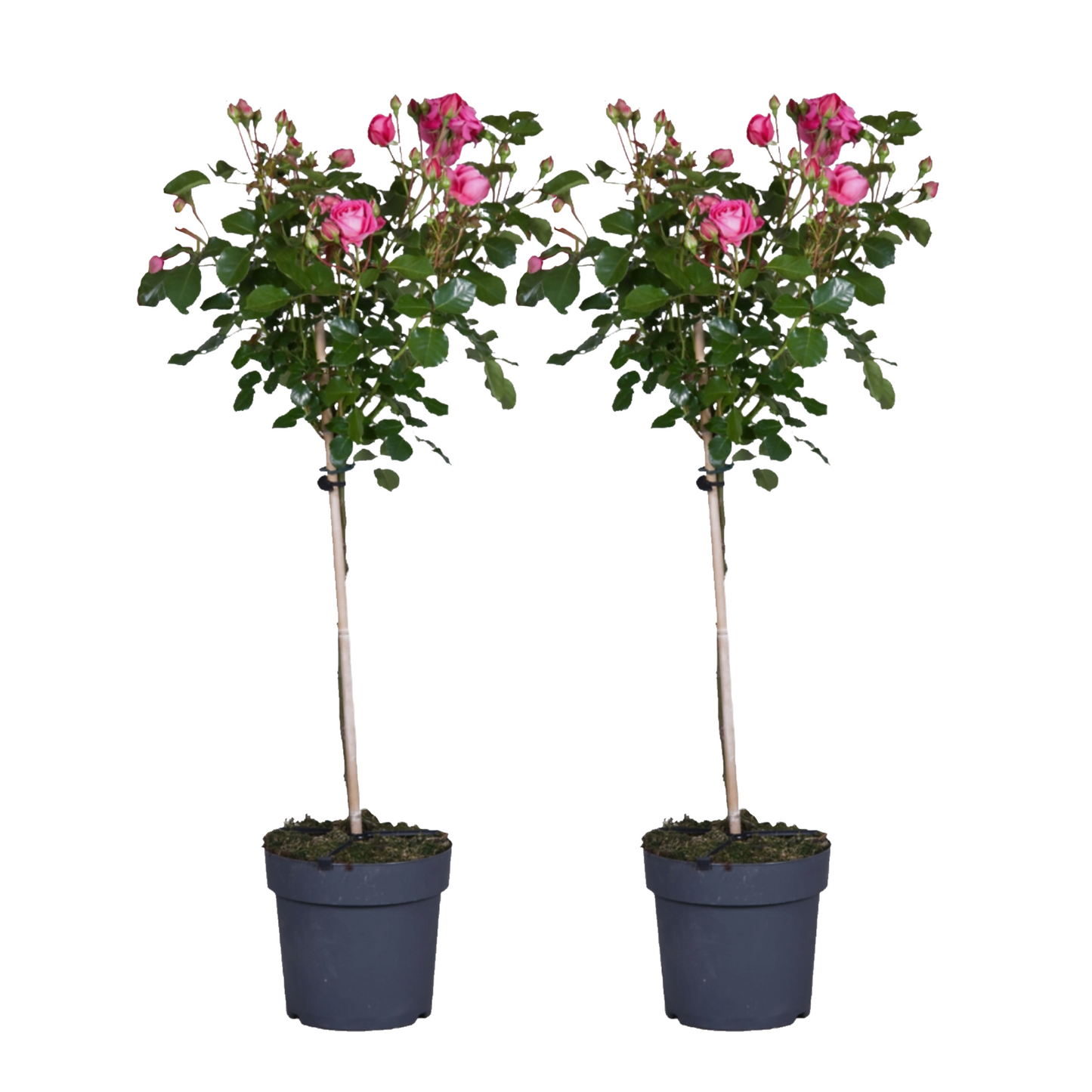 Rosier sur tige - Set de 2 - Rosa palace 'Topkapi' - Hauteur 80-100cm - ⌀19cm