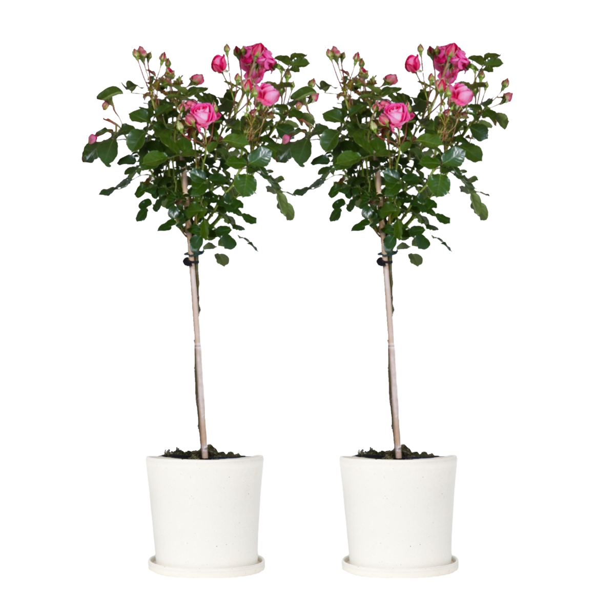 Rosier sur tige - Set de 2 - Rosa palace 'Topkapi' - Hauteur 80-100cm - ⌀19cm