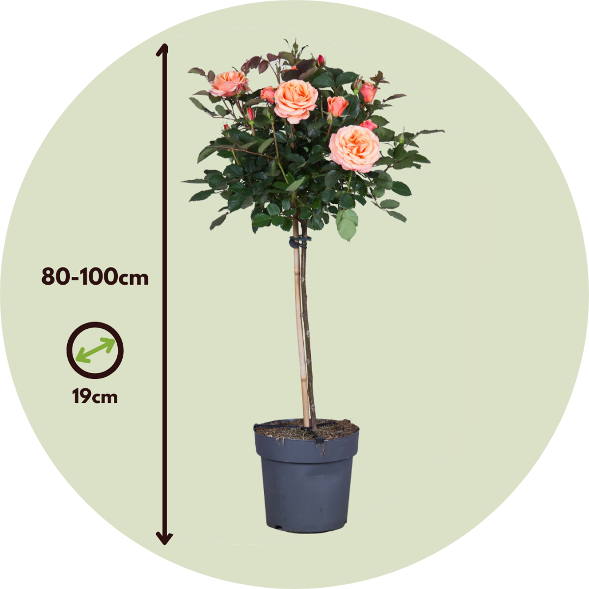 Rosier sur tige - Set de 2 - Rosa palace 'Catherine' - Hauteur 80-100cm - ⌀19cm