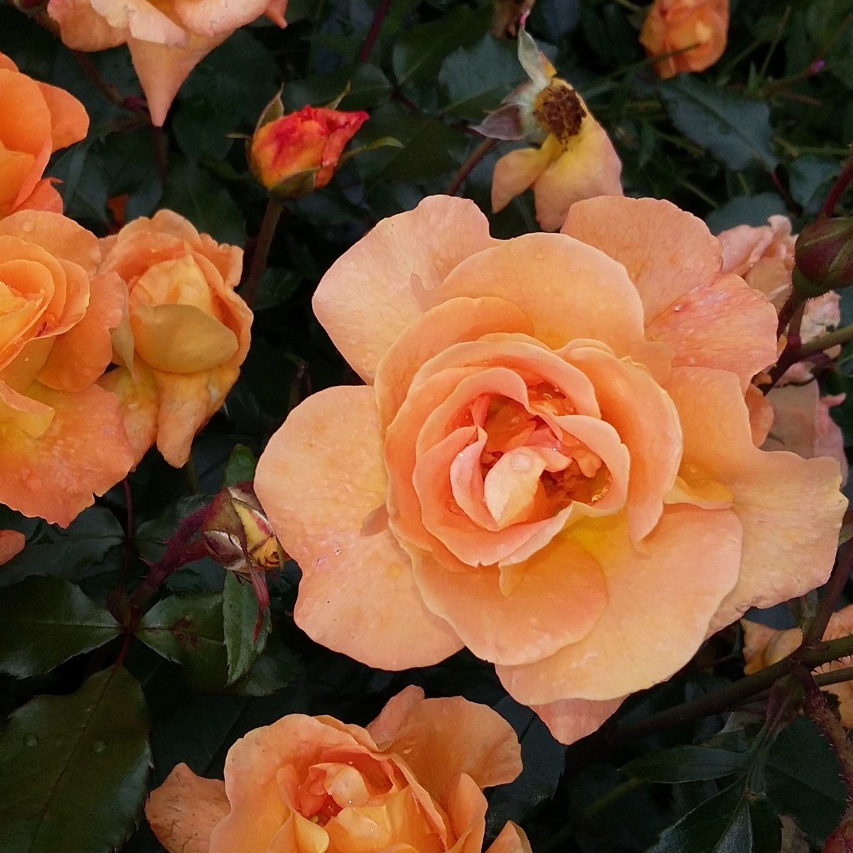 Rosier sur tige - Set de 2 - Rosa palace 'Catherine' - Hauteur 80-100cm - ⌀19cm