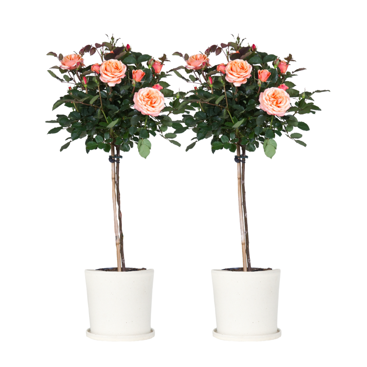 Rosier sur tige - Set de 2 - Rosa palace 'Catherine' - Hauteur 80-100cm - ⌀19cm