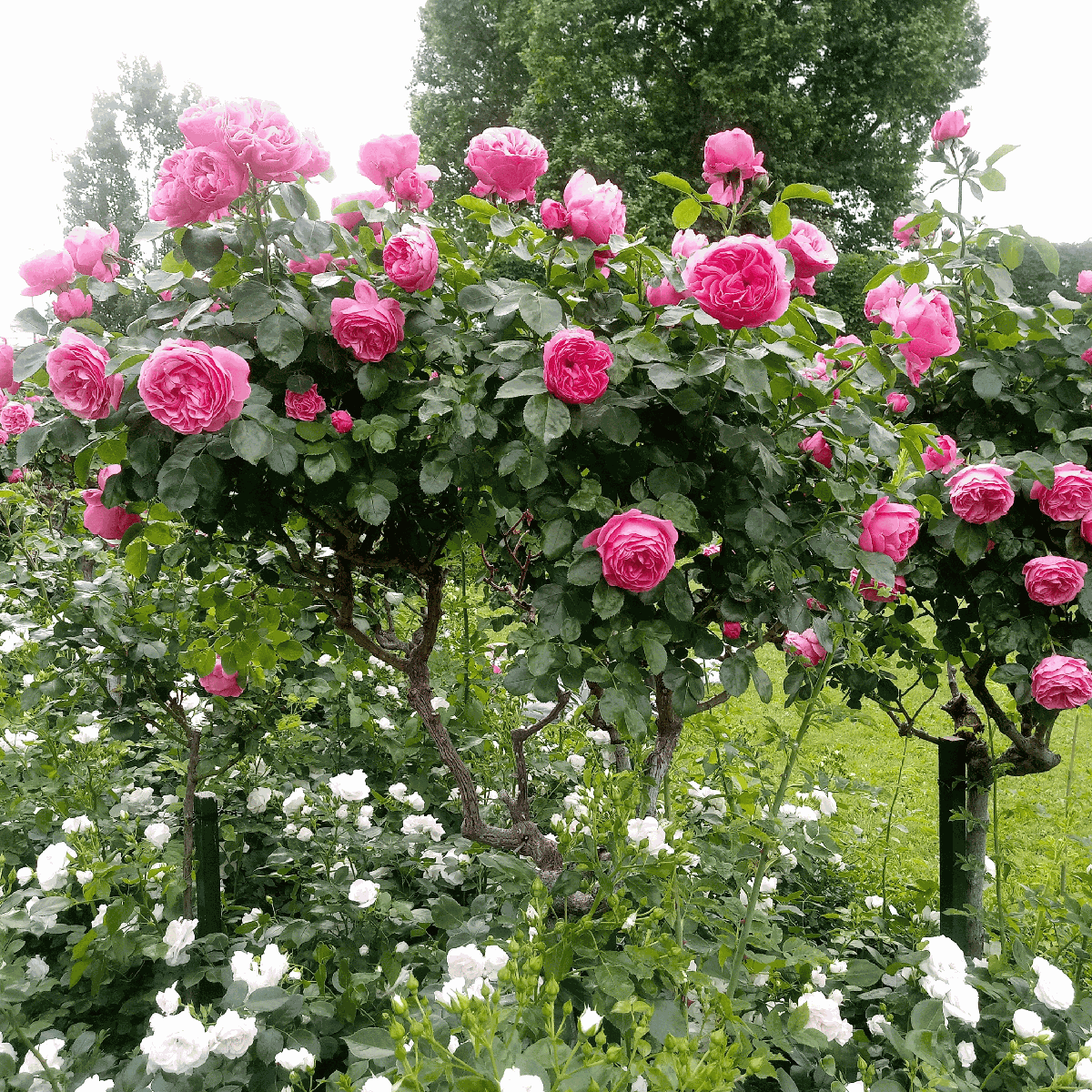Rosier sur tige - Set de 2 - Rosa palace 'Topkapi' - Hauteur 80-100cm - ⌀19cm