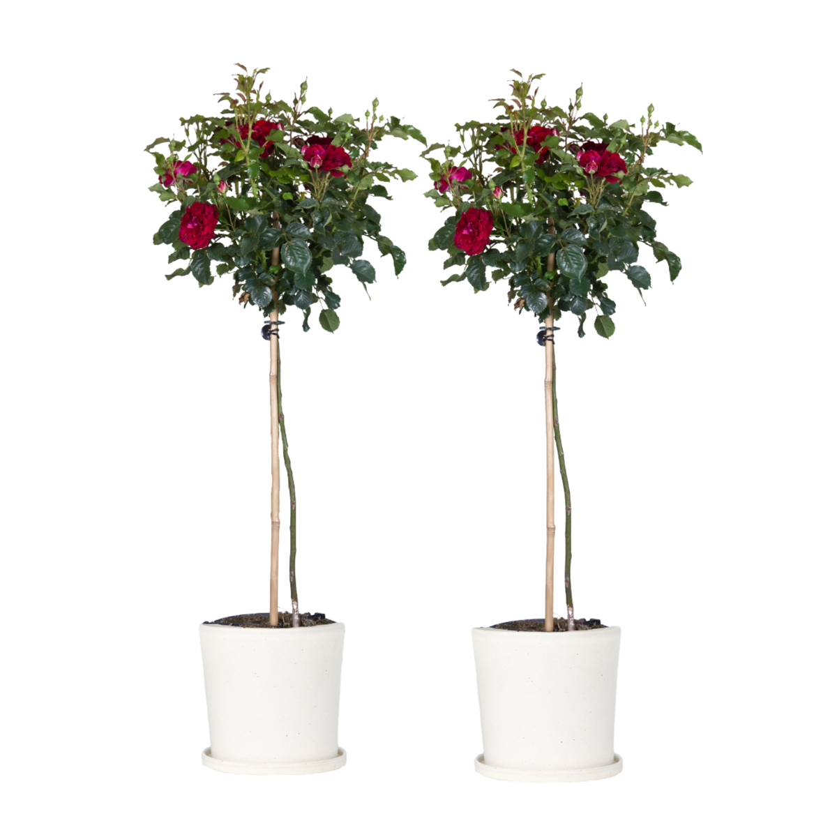 Palace Rose - 2 pcs. - Rosa palace ‘Pride' - Height 80-100cm - ⌀19cm