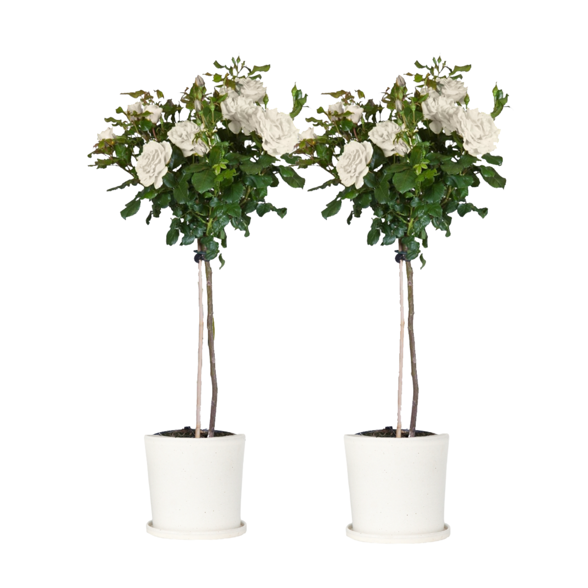 Palace Rose - 2 pcs. - Rosa palace ‘Kailani' - Height 80-100cm - ⌀19cm