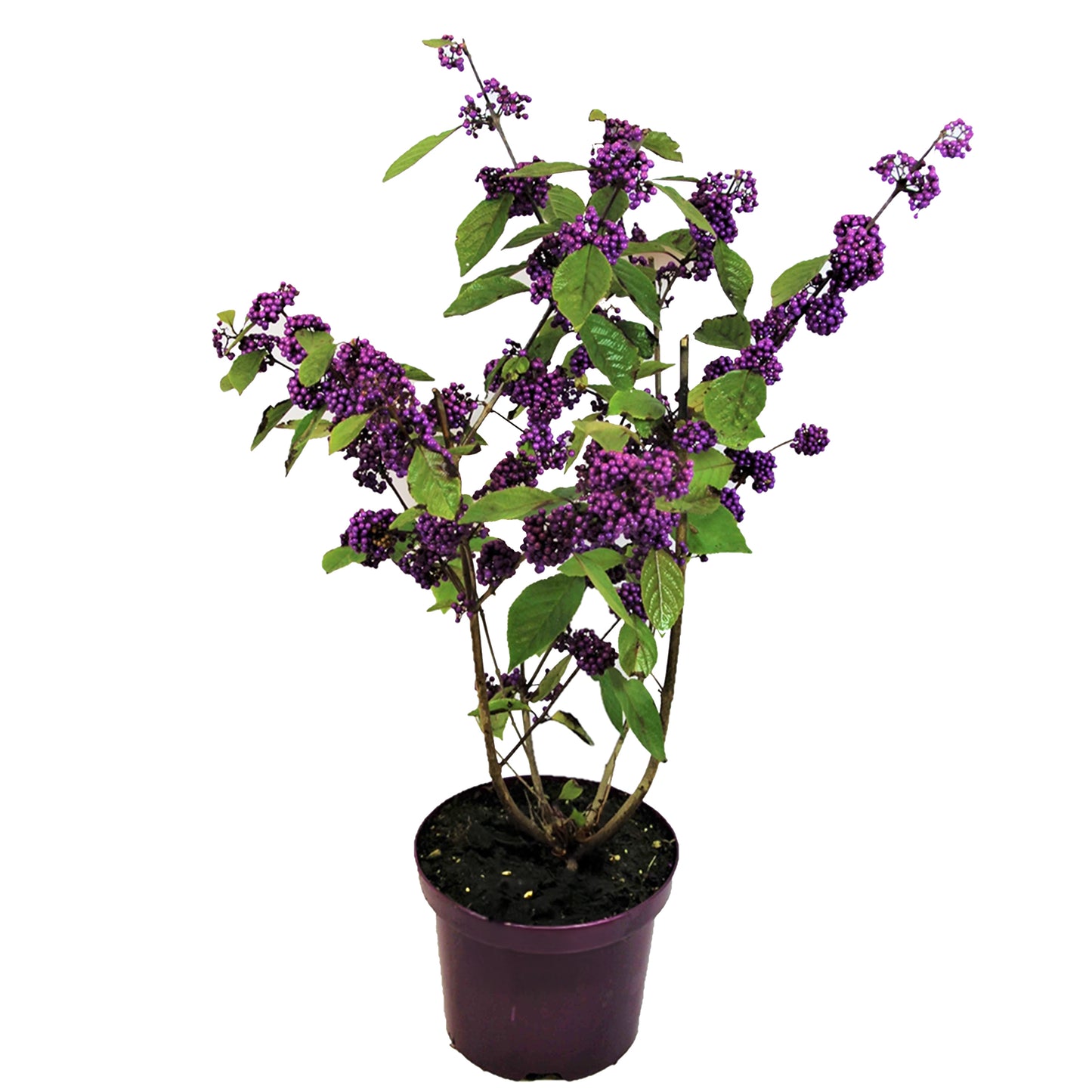 Baie de beauté - Callicarpa bodinieri 'Profusion' - Hauteur 50-60cm - ⌀19cm