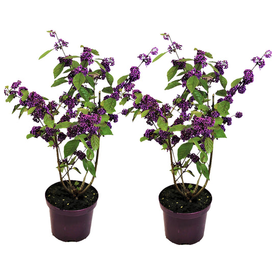 Beautyberry - 2 pcs. - Callicarpa bodinieri 'Profusion' - Height 50-60cm - ⌀19cm