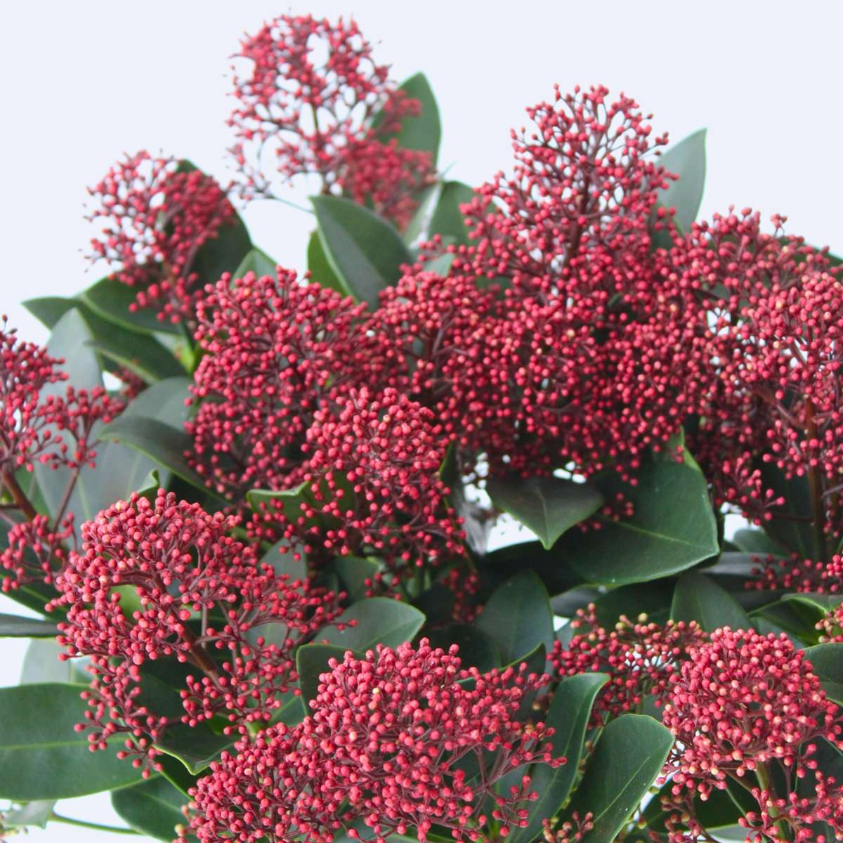 Arbuste à fleurs - Set de 4 - Skimmia japonica 'Rubella' - H35-45cm - ⌀15cm
