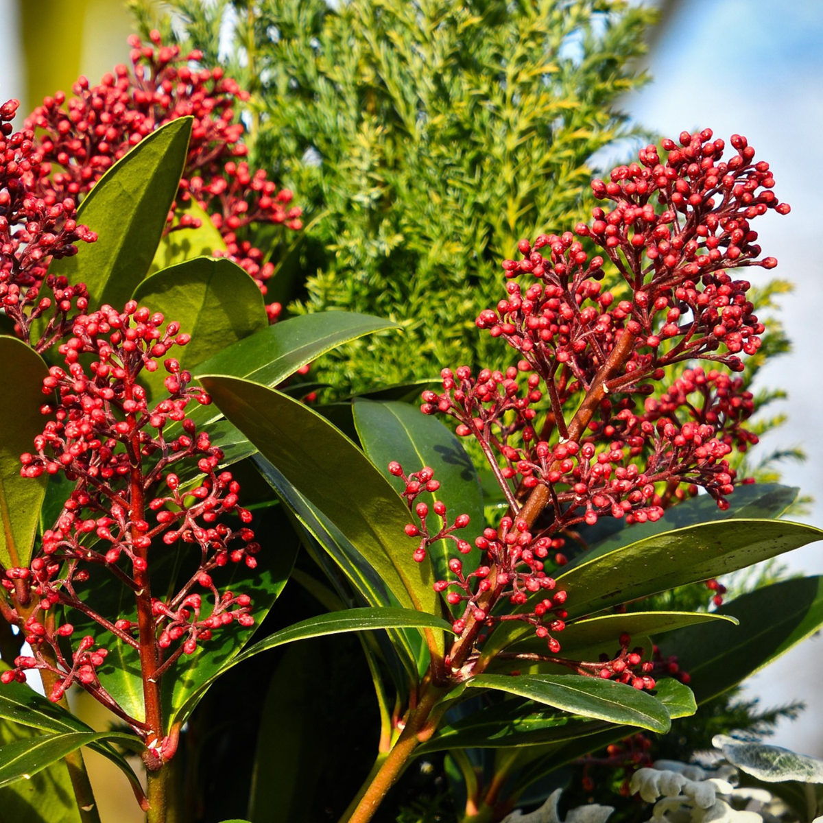 Arbuste à fleurs - Set de 2 - Skimmia japonica 'Rubella' - H35-45cm - ⌀15cm