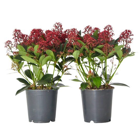 Arbuste à fleurs - Set de 2 - Skimmia japonica 'Rubella' - H35-45cm - ⌀15cm