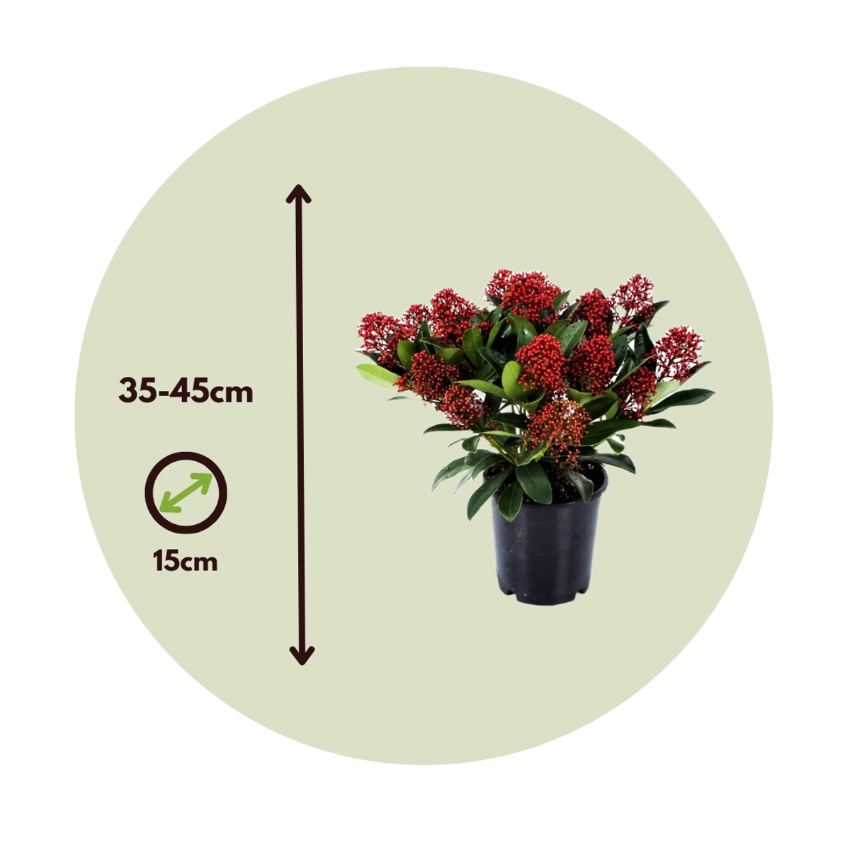 Arbuste à fleurs - Set de 4 - Skimmia japonica 'Rubella' - H35-45cm - ⌀15cm