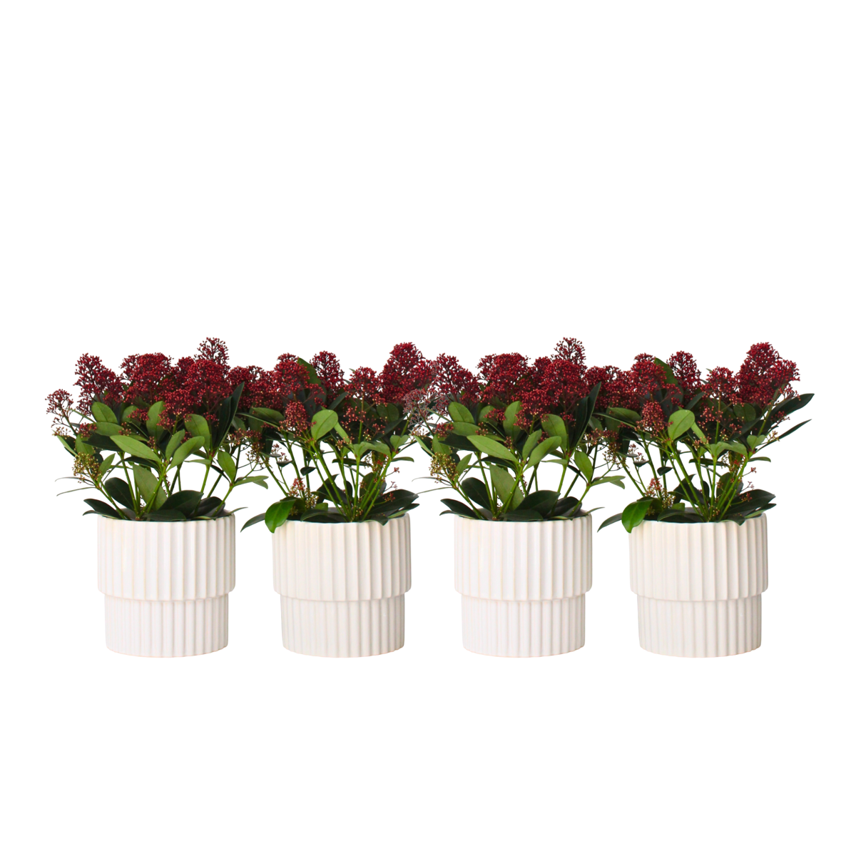 Arbuste à fleurs - Set de 4 - Skimmia japonica 'Rubella' - H35-45cm - ⌀15cm