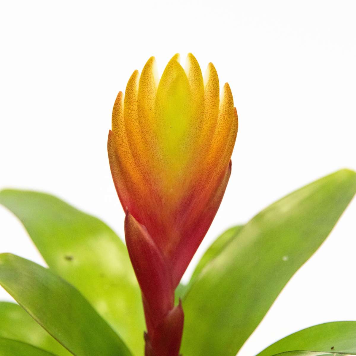 Épée flamboyante - Lot de 3 - Tillandsia Vriesea 'Dorado' - H15-25cm - ø7cm