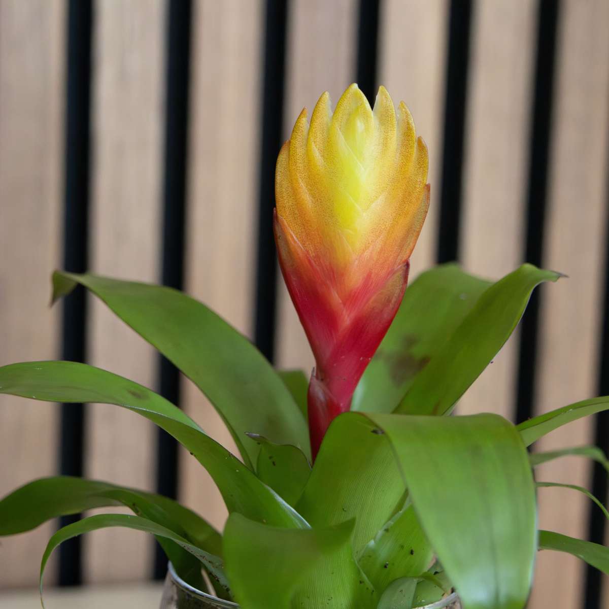 Épée flamboyante - Lot de 3 - Tillandsia Vriesea 'Dorado' - H15-25cm - ø7cm