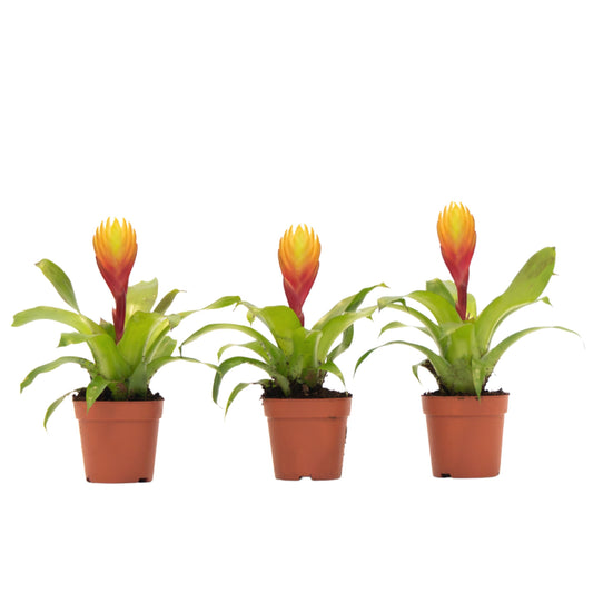 Épée flamboyante - Lot de 3 - Tillandsia Vriesea 'Dorado' - H15-25cm - ø7cm