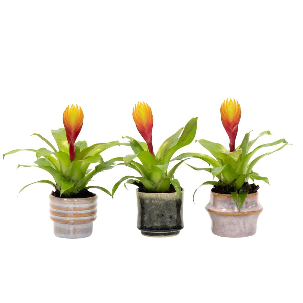 Épée flamboyante - Lot de 3 - Tillandsia Vriesea 'Dorado' - H15-25cm - ø7cm