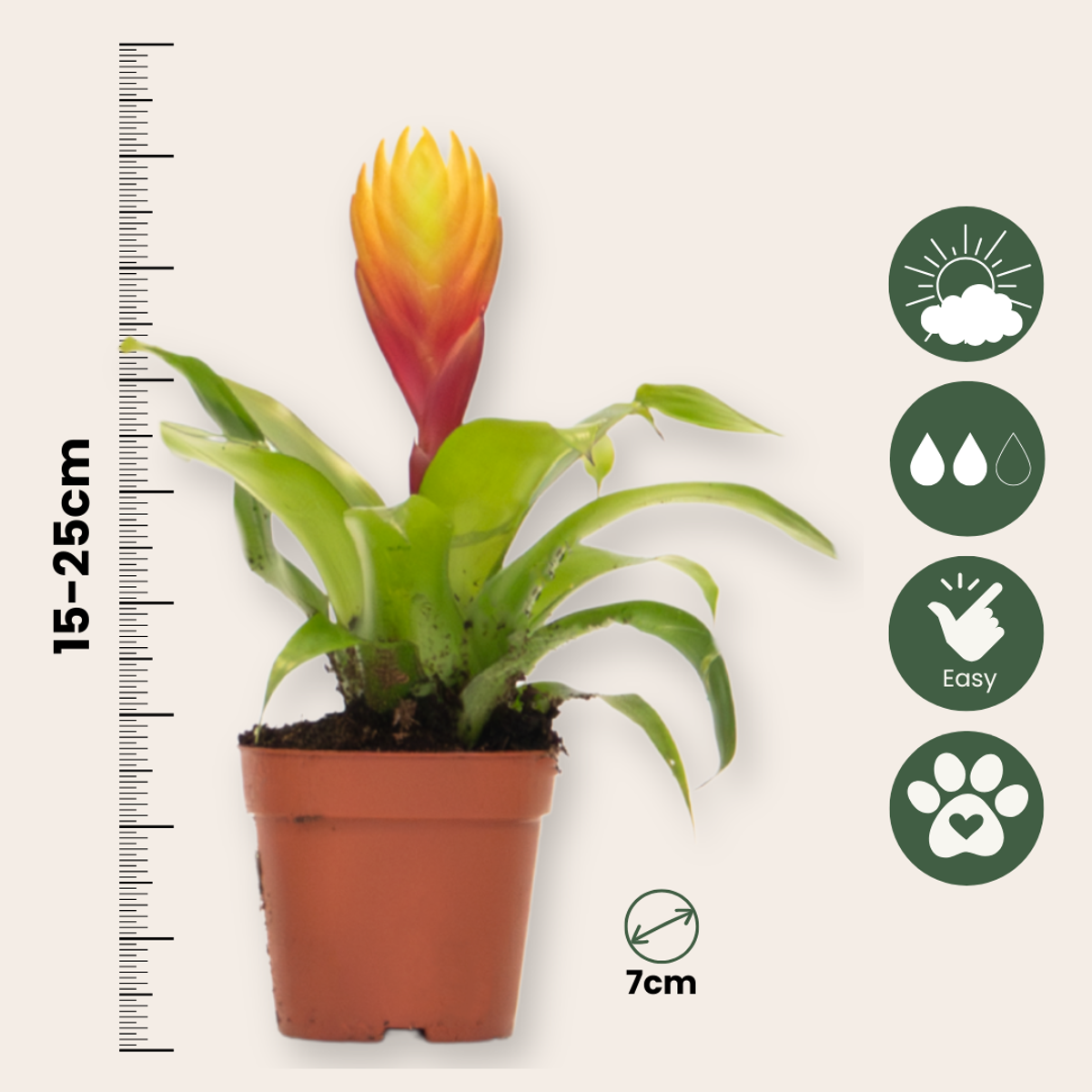 Épée flamboyante - Lot de 3 - Tillandsia Vriesea 'Dorado' - H15-25cm - ø7cm