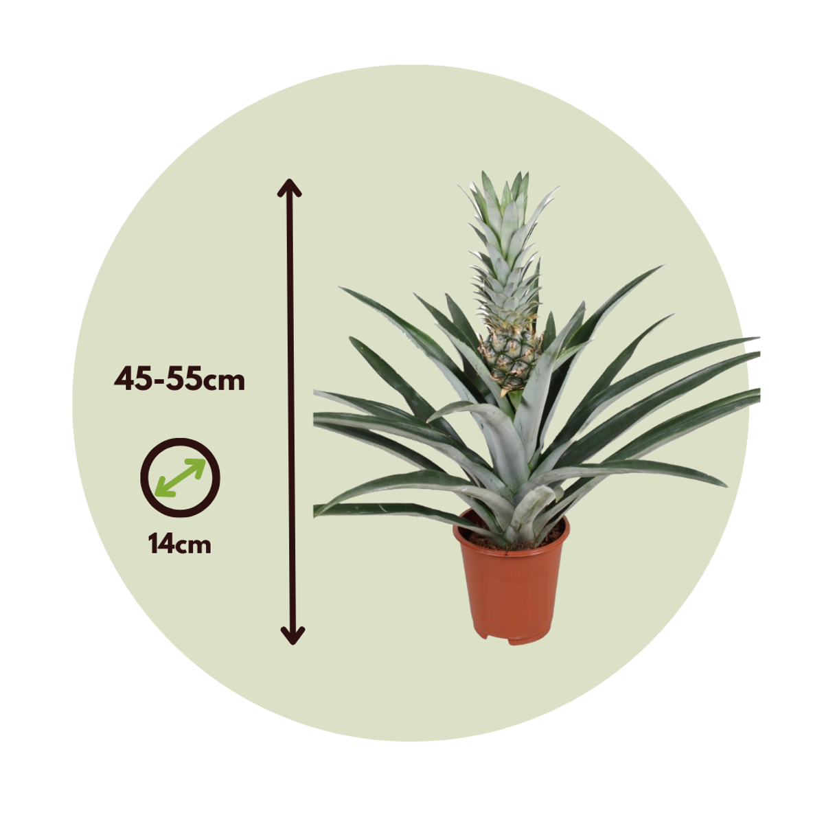 Pineapple - 2 pcs. - Ananas comosus - Height 45-55cm - ⌀14cm