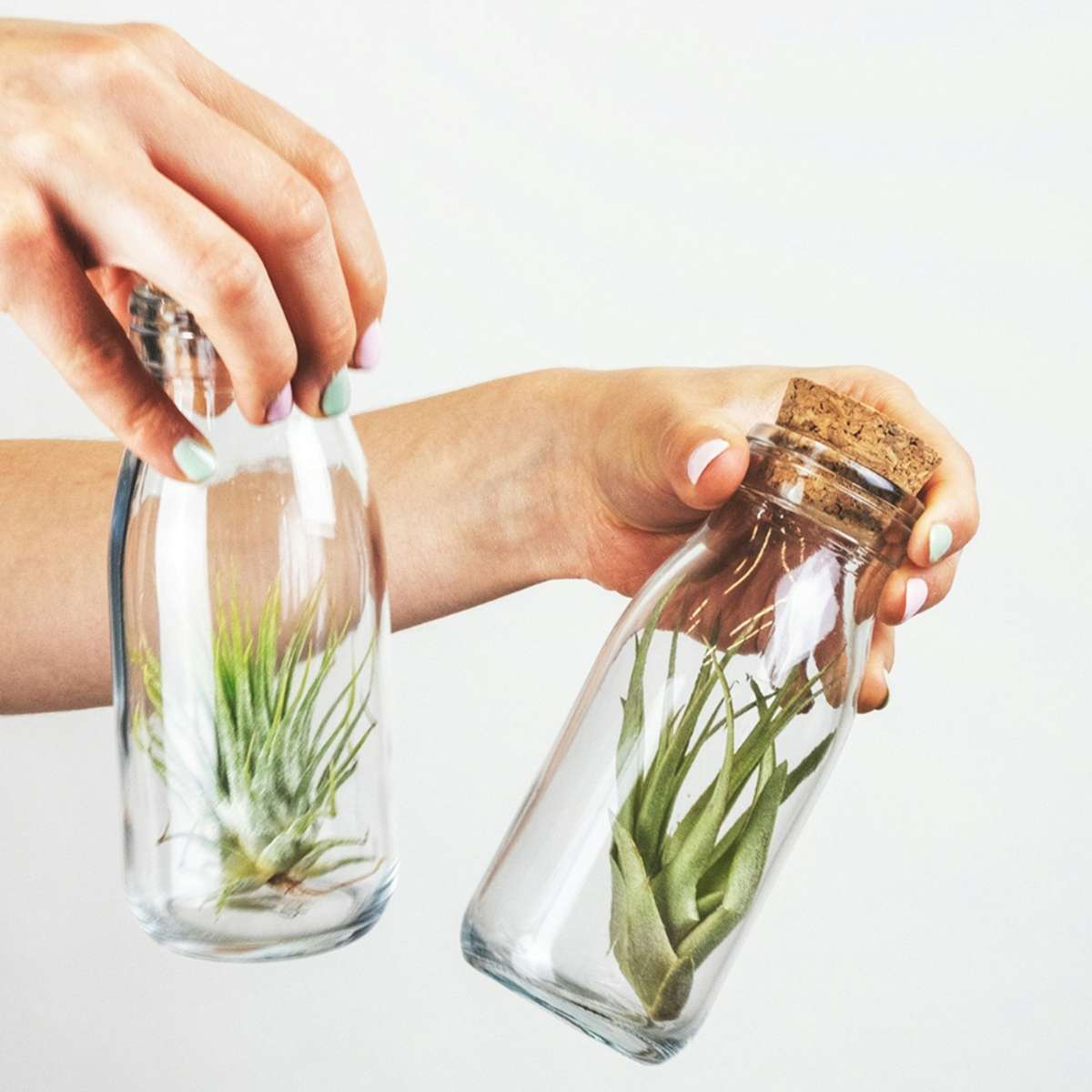 Air Plant in Glass - 3 pcs. - Tillandsia - Height 5-15cm - ⌀5cm
