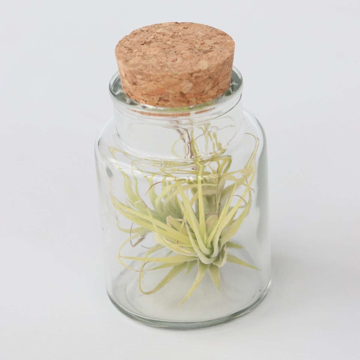 Air Plant in Glass - 3 pcs. - Tillandsia - Height 5-15cm - ⌀5cm