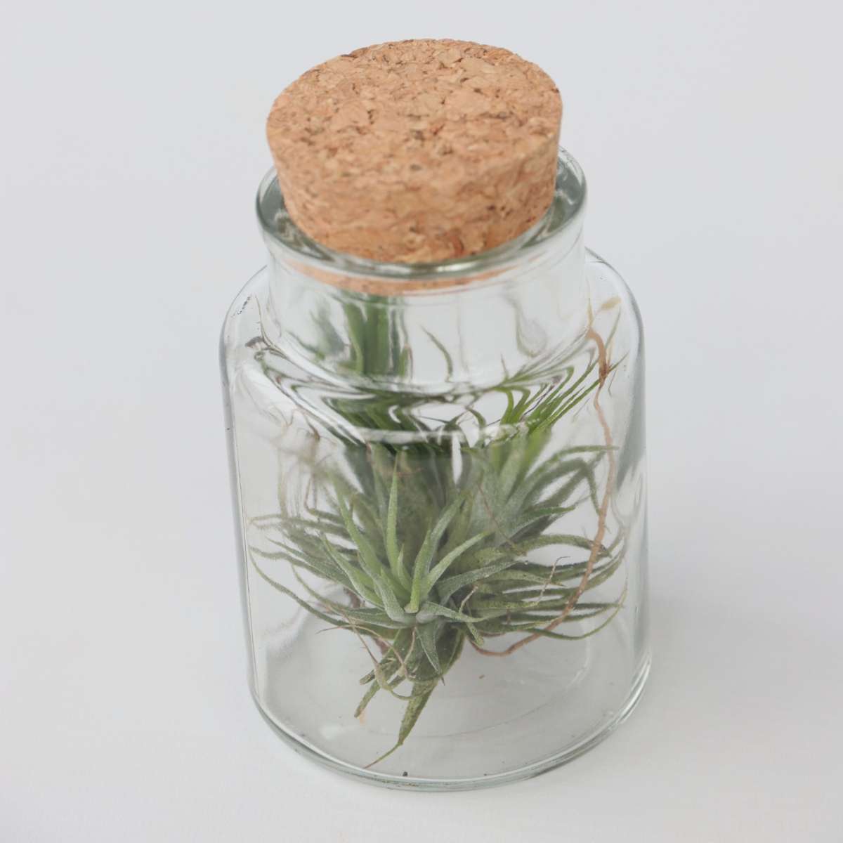 Air Plant in Glass - 3 pcs. - Tillandsia - Height 5-15cm - ⌀5cm