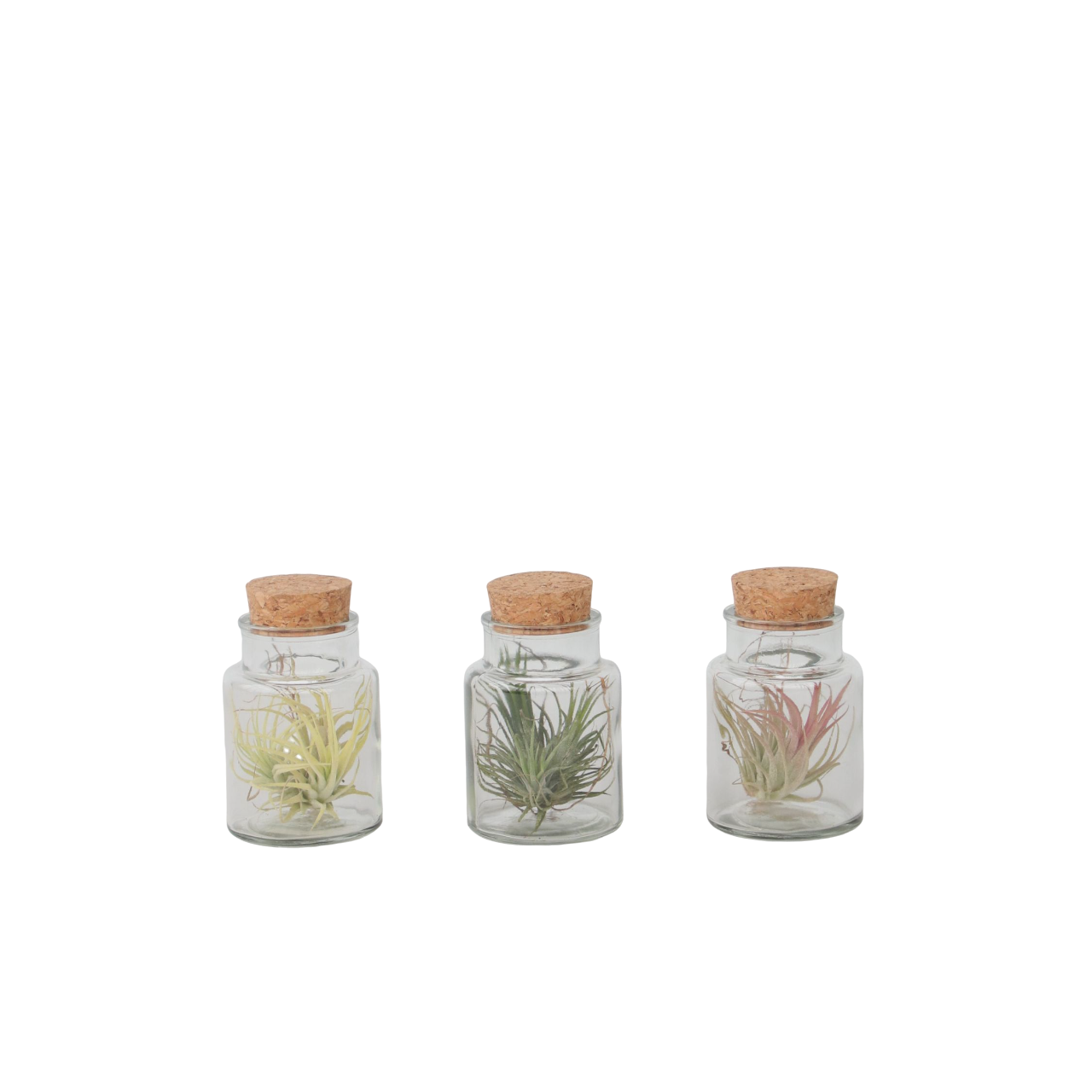 Air Plant in Glass - 3 pcs. - Tillandsia - Height 5-15cm - ⌀5cm