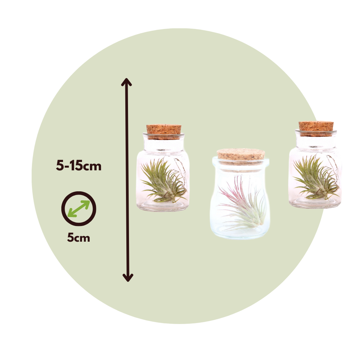 Air Plant in Glass - 3 pcs. - Tillandsia - Height 5-15cm - ⌀5cm