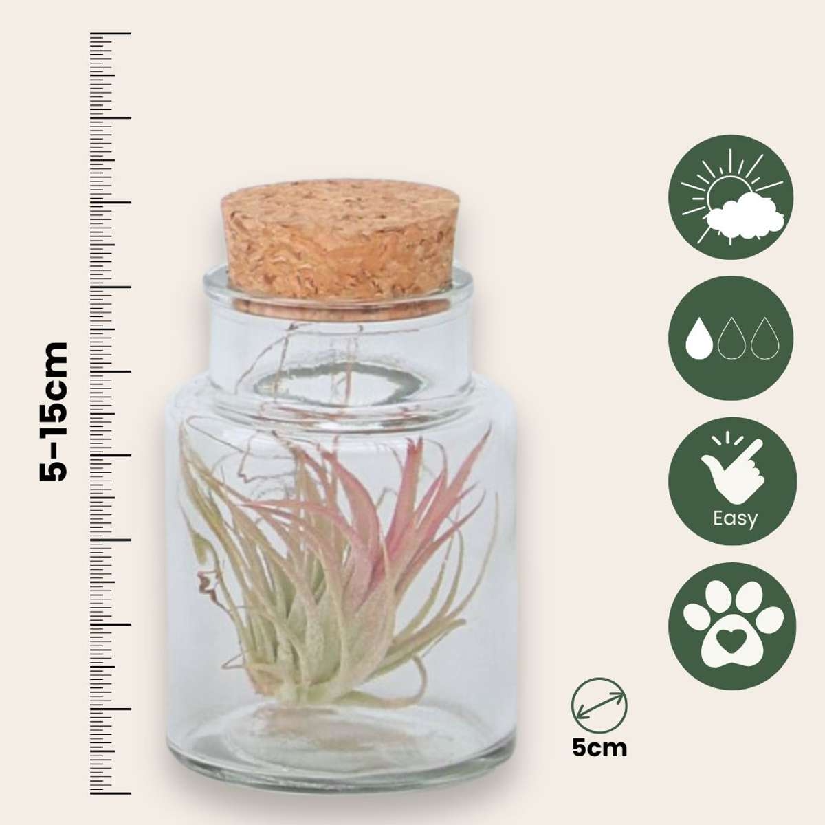 Plante aérienne - Set de 3 - Tillandsia - Hauteur 5-15cm - ⌀5cm