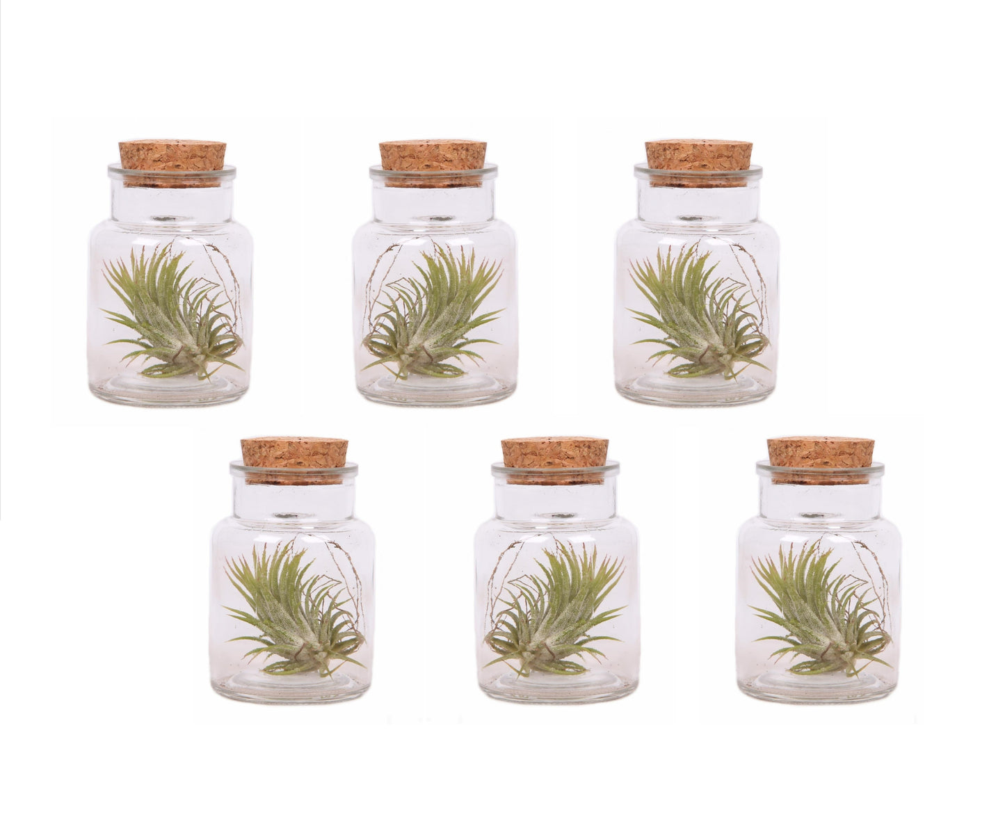 Air Plant in Glass - 6 pcs. - Tillandsia - Height 5-15cm - ⌀5cm