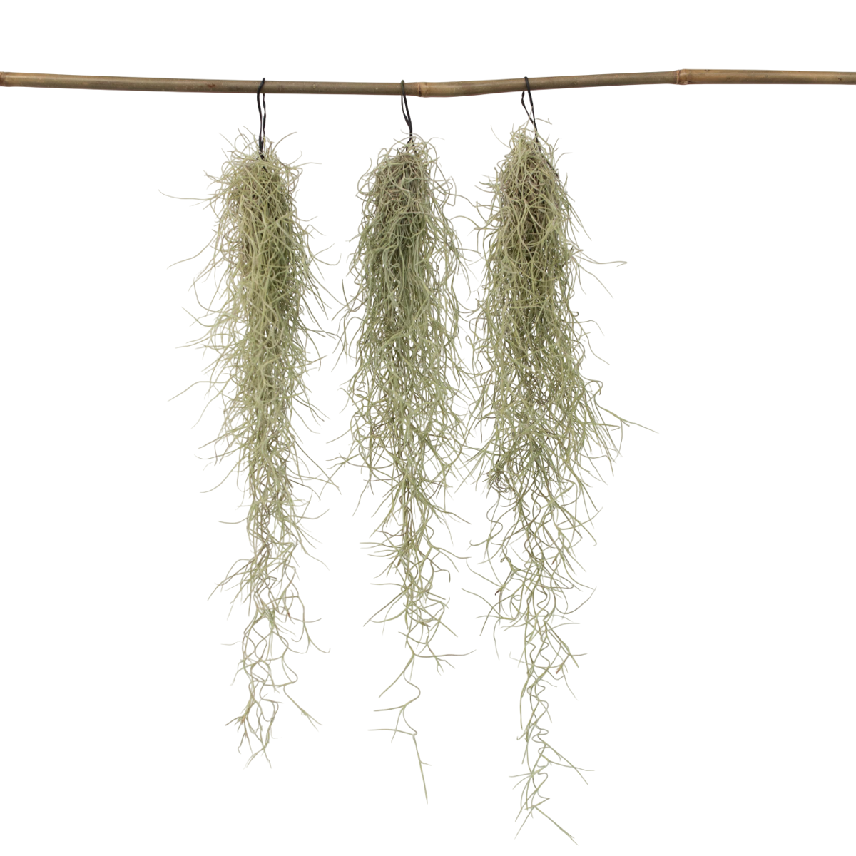 Mousse espagnole - Set de 3 - Tillandsia usneoides - Hauteur 25-40cm - ⌀5cm