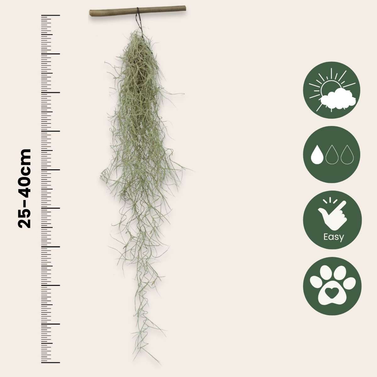 Mousse espagnole - Set de 3 - Tillandsia usneoides - Hauteur 25-40cm - ⌀5cm