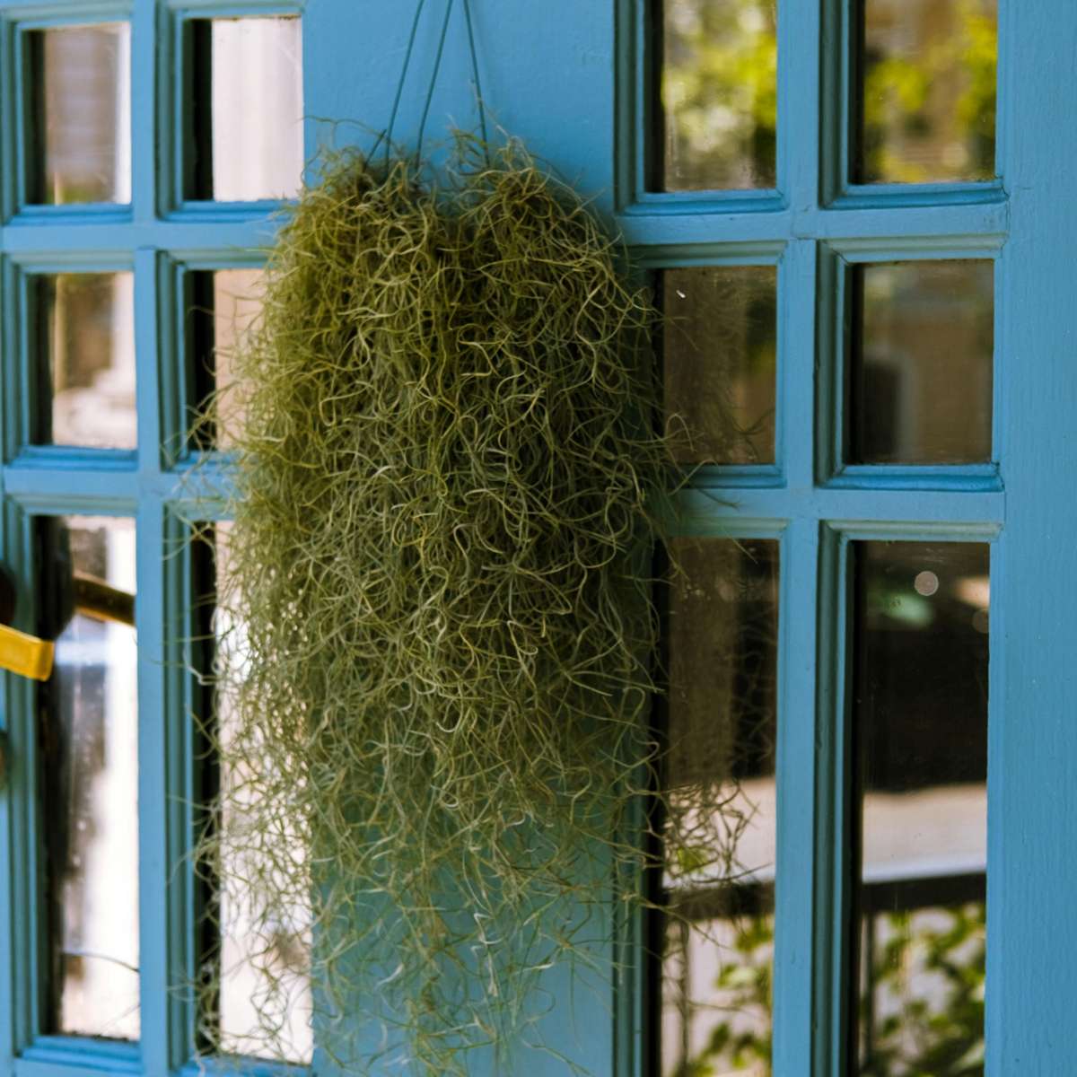 Plante aérienne - Set de 6 - Tillandsia usneoides - Hauteur 25-40cm - ⌀5cm - TD Plantz