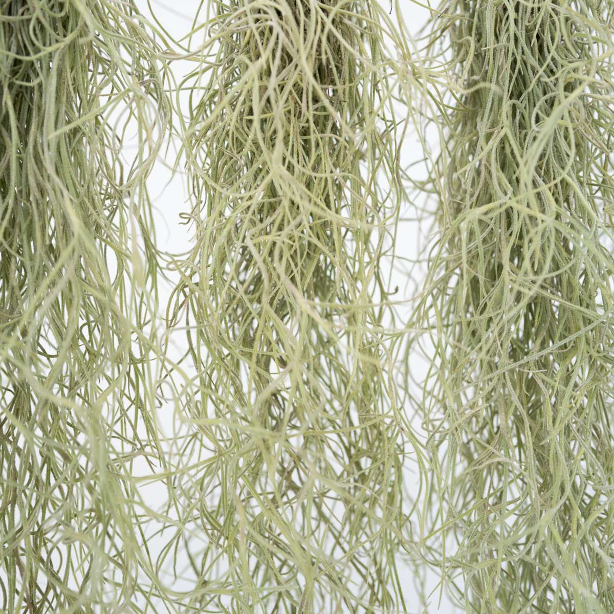 Plante aérienne - Set de 6 - Tillandsia usneoides - Hauteur 25-40cm - ⌀5cm - TD Plantz