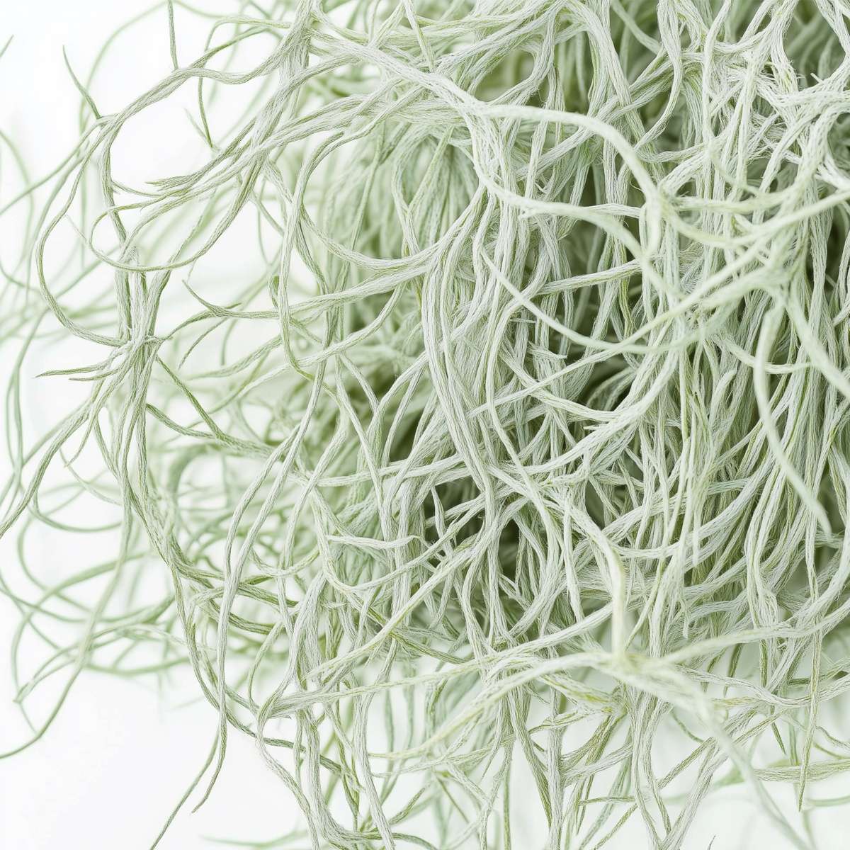 Plante aérienne - Set de 6 - Tillandsia usneoides - Hauteur 25-40cm - ⌀5cm - TD Plantz