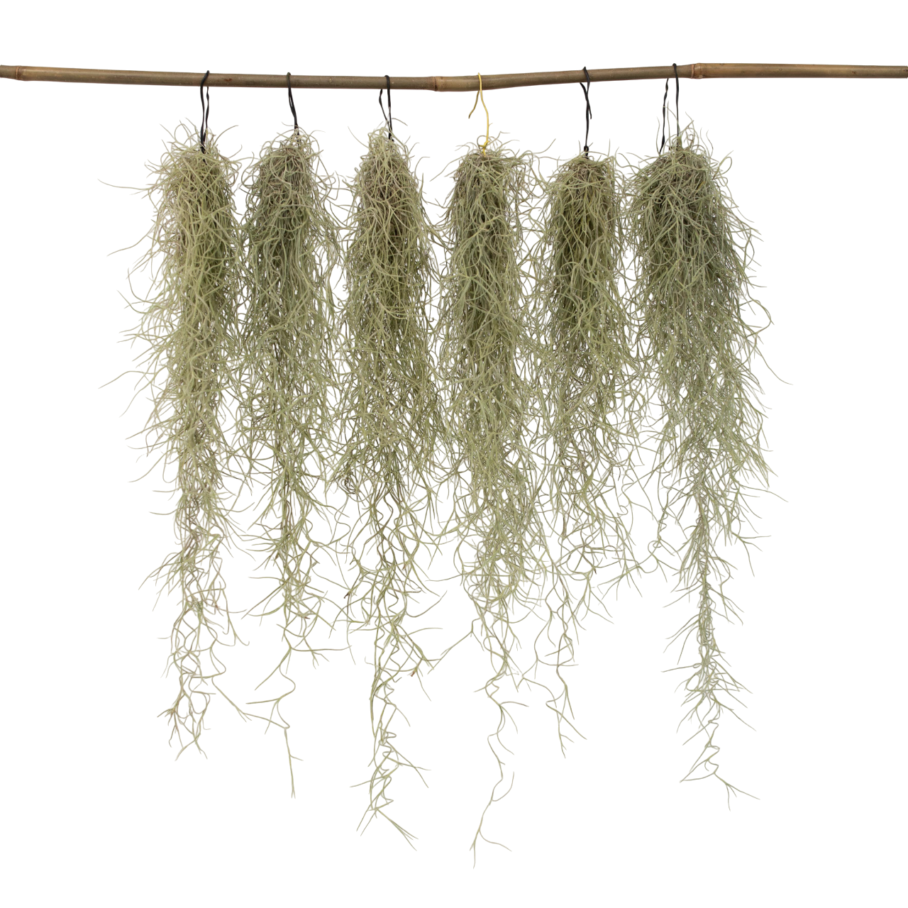 Plante aérienne - Set de 6 - Tillandsia usneoides - Hauteur 25-40cm - ⌀5cm - TD Plantz