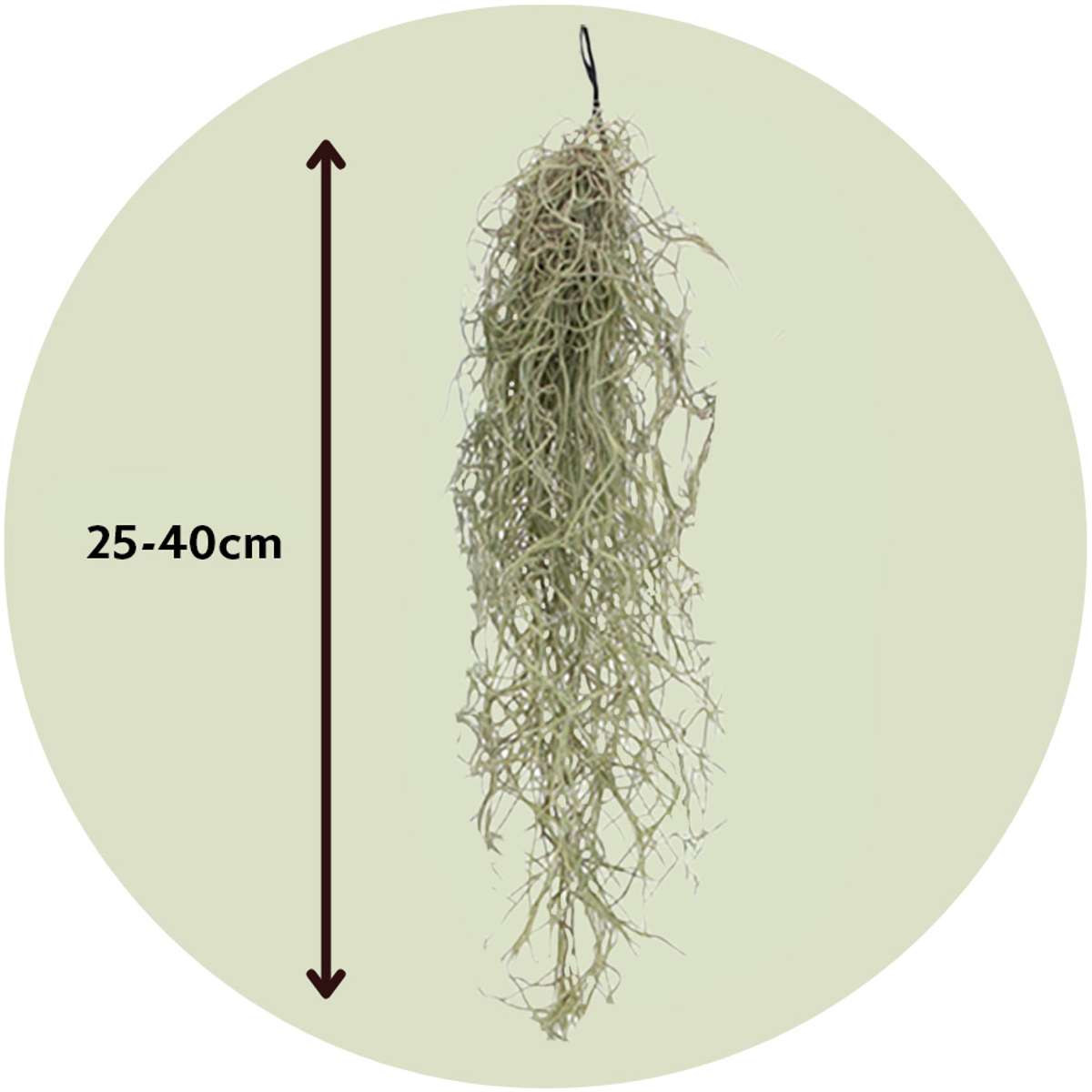 Plante aérienne - Set de 6 - Tillandsia usneoides - Hauteur 25-40cm - ⌀5cm - TD Plantz