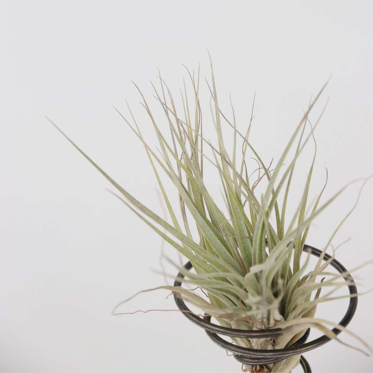 Air Plant on spiral - 3 pcs. - Tillandsia - Height 5-15cm - ⌀5cm
