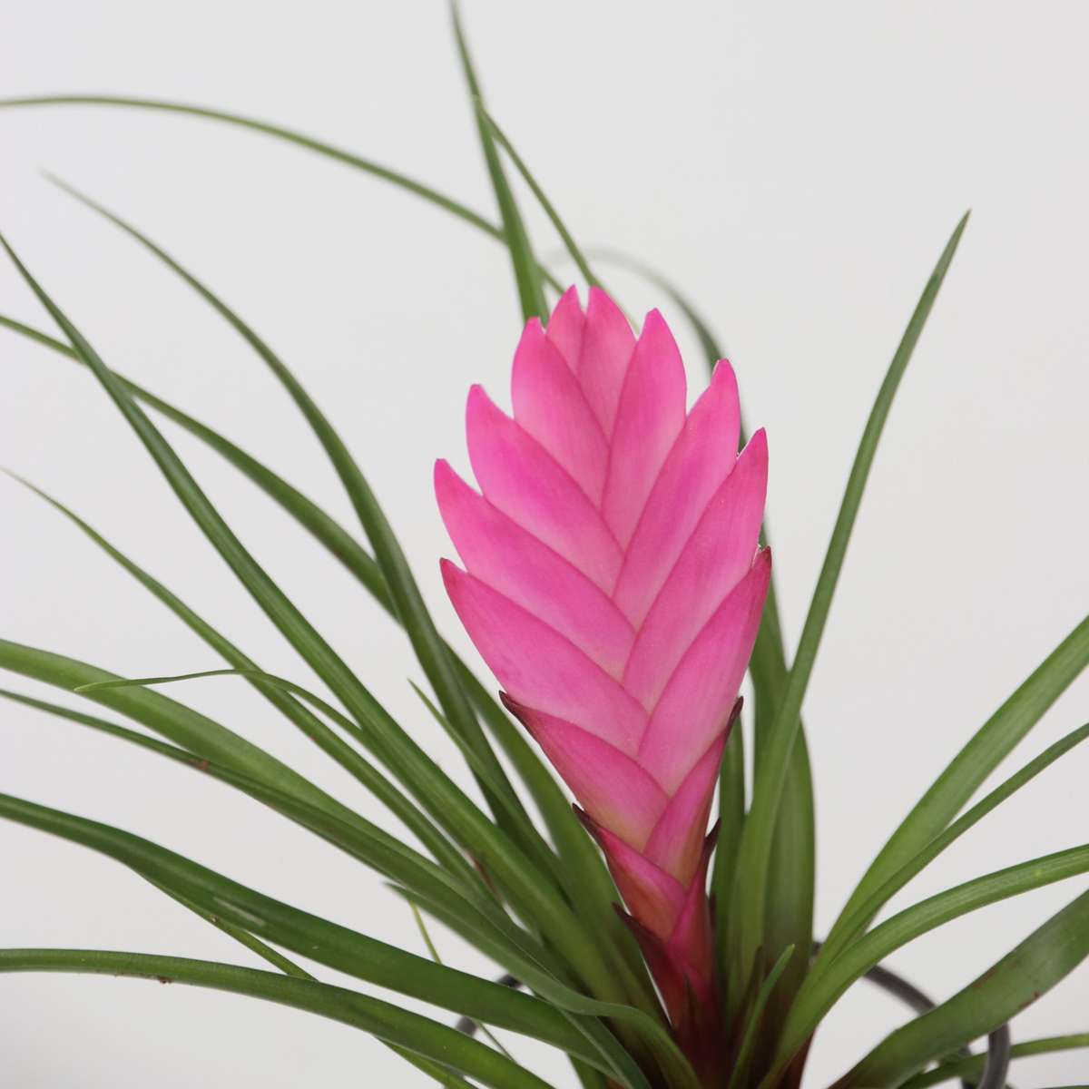 Air Plant on spiral - 3 pcs. - Tillandsia - Height 5-15cm - ⌀5cm