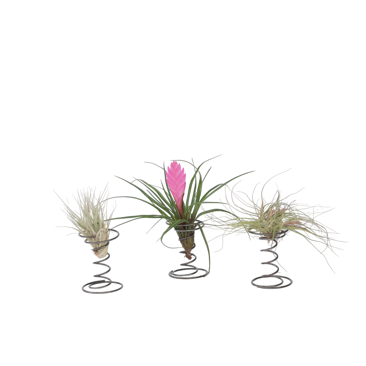 Air Plant on spiral - 3 pcs. - Tillandsia - Height 5-15cm - ⌀5cm