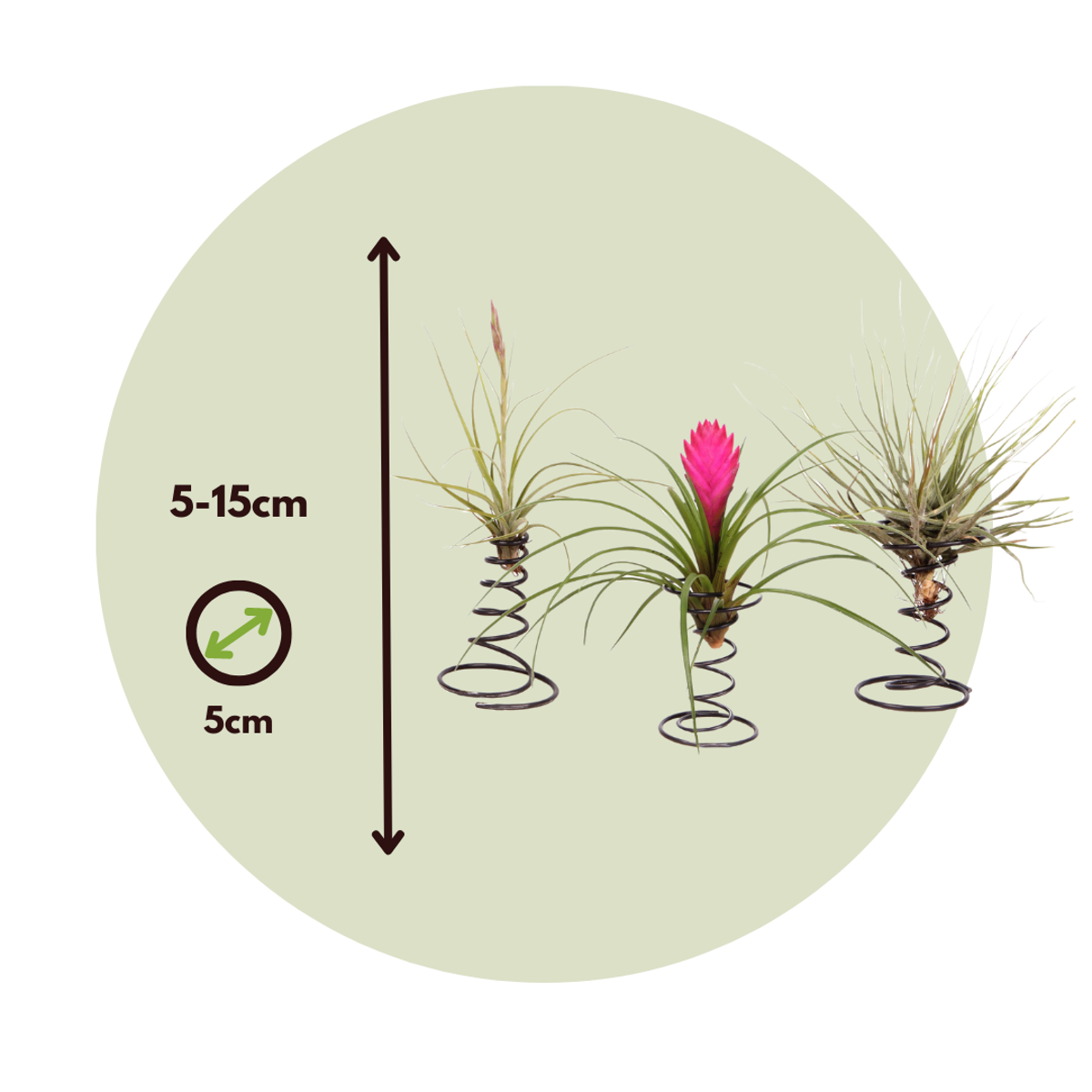 Air Plant on spiral - 3 pcs. - Tillandsia - Height 5-15cm - ⌀5cm