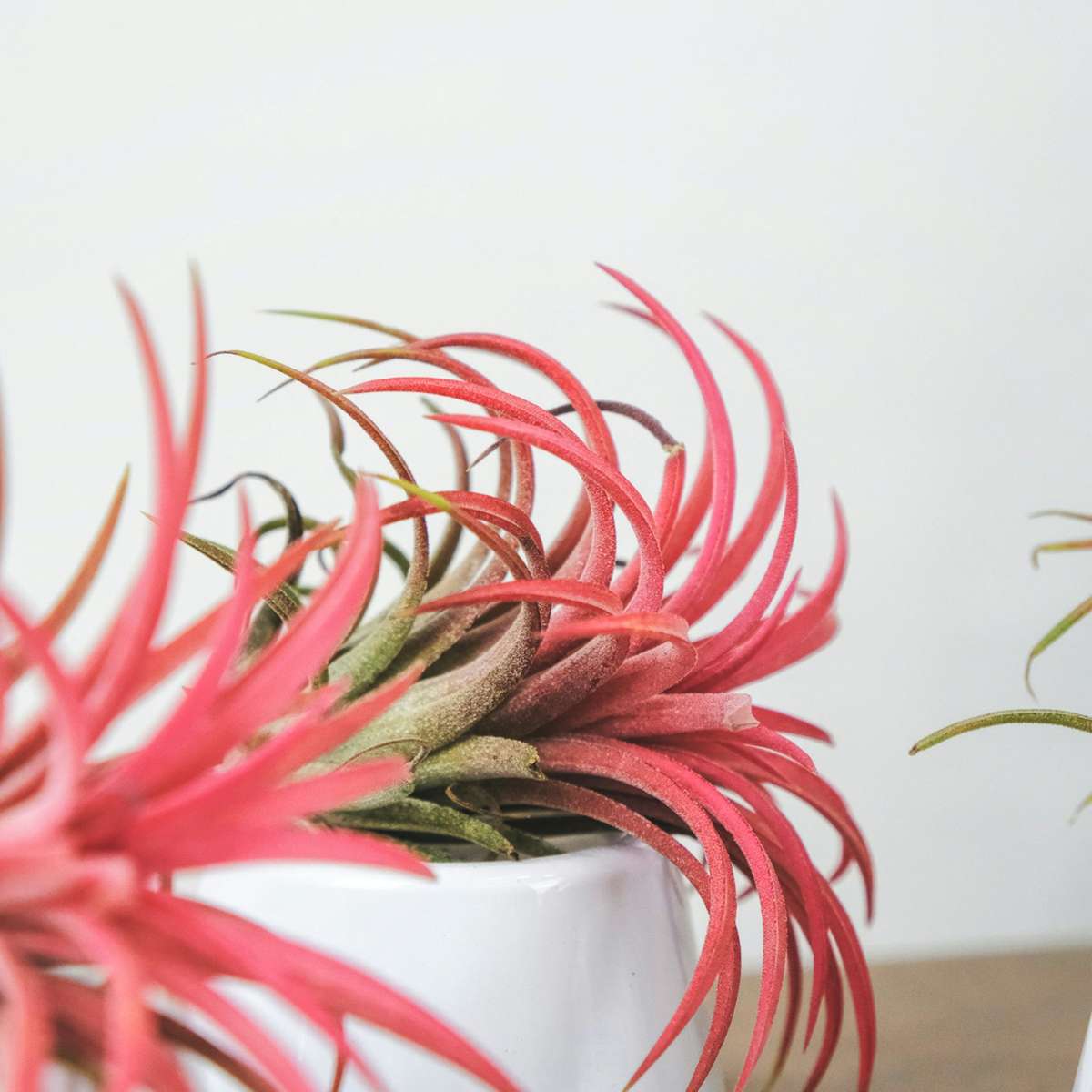 Air Plant - 3 pcs. - Tillandsia - Height 5-15cm - ⌀5cm