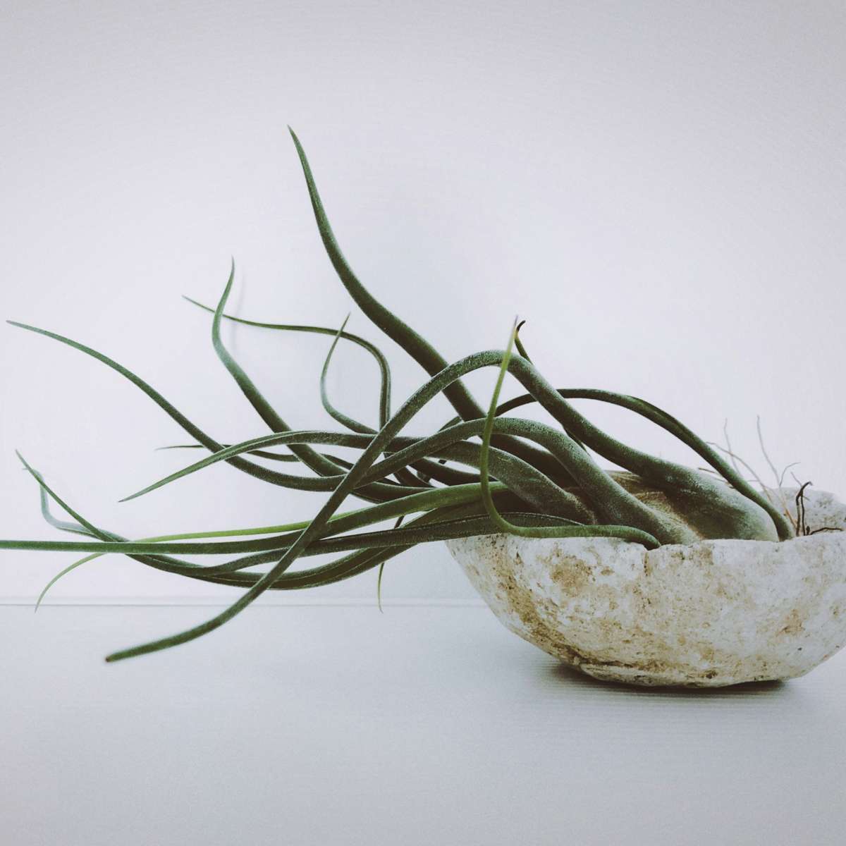 Air Plant - 3 pcs. - Tillandsia - Height 5-15cm - ⌀5cm
