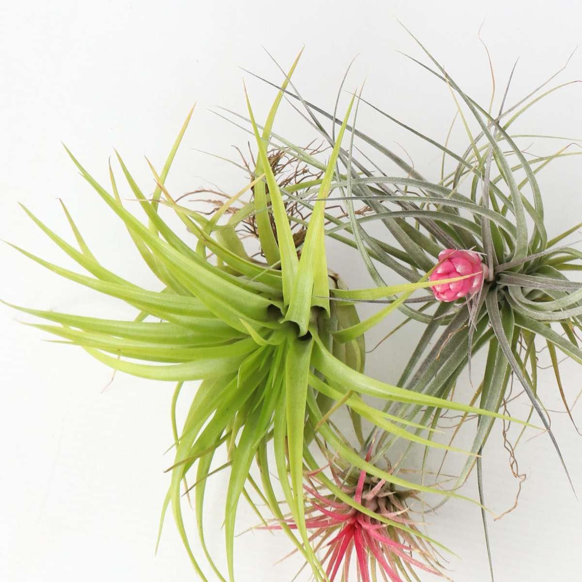 Air Plant - 6 pcs. - Tillandsia - Height 5-15cm - ⌀5cm