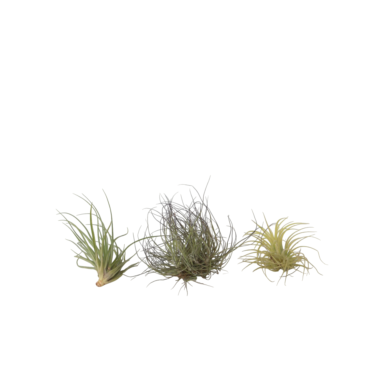 Air Plant - 3 pcs. - Tillandsia - Height 5-15cm - ⌀5cm