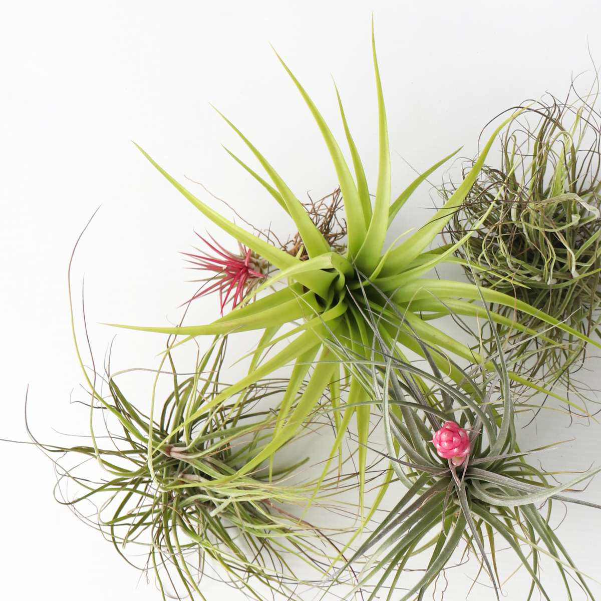 Air Plant - 5 pcs. - Tillandsia - Height 5-15cm - ⌀5cm