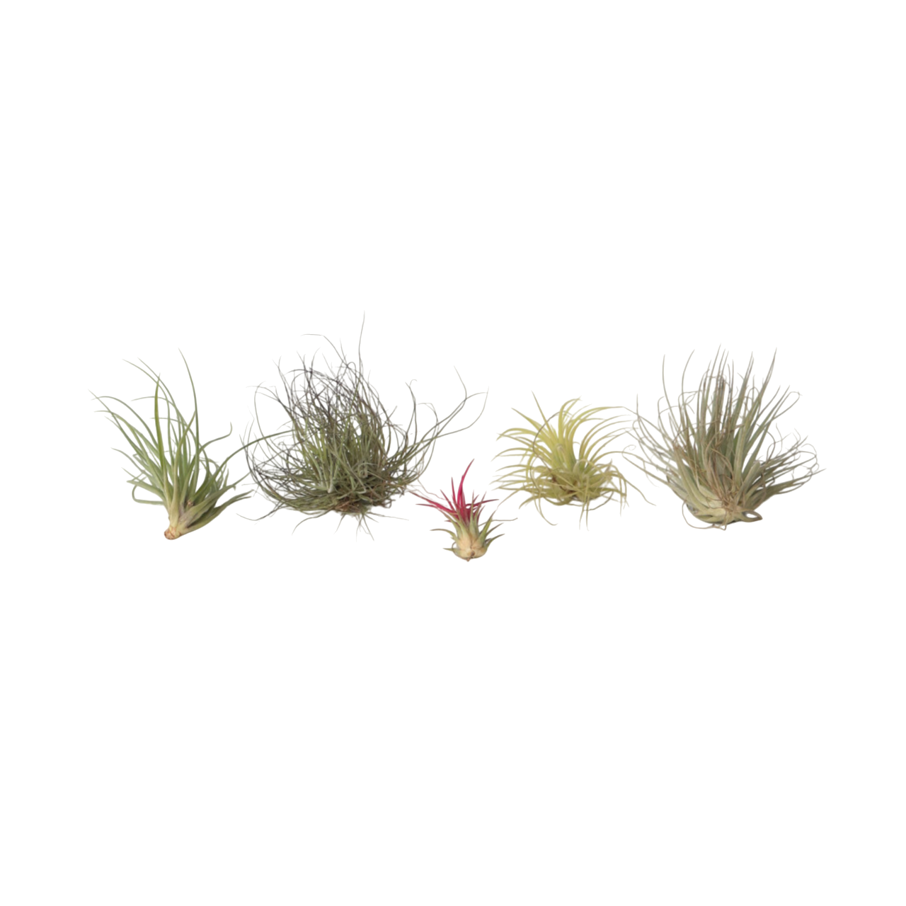 Air Plant - 5 pcs. - Tillandsia - Height 5-15cm - ⌀5cm