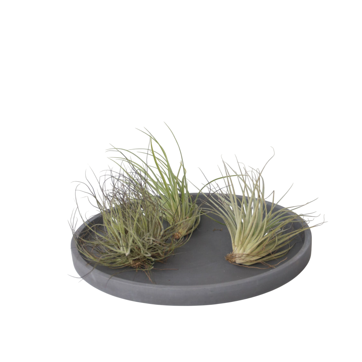 Air Plant - 5 pcs. - Tillandsia - Height 5-15cm - ⌀5cm