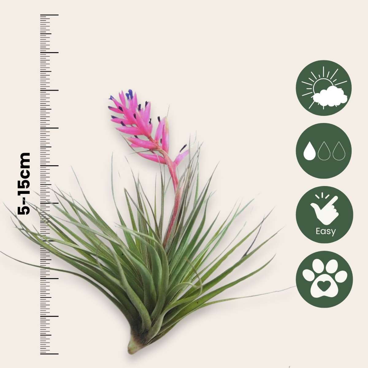 Plante aérienne - Set de 5 - Tillandsia - Hauteur 5-15cm - ⌀5cm