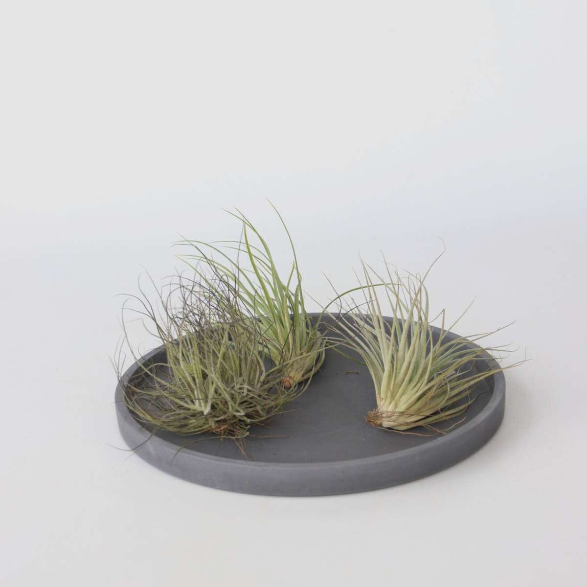 Air Plant - 6 pcs. - Tillandsia - Height 5-15cm - ⌀5cm