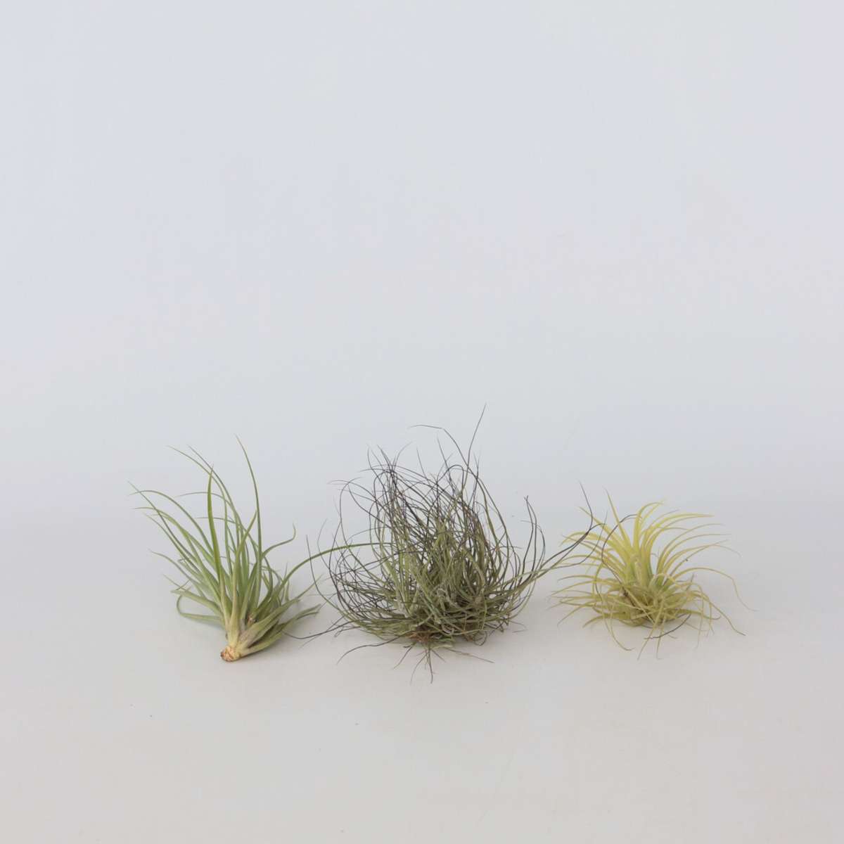 Air Plant - 6 pcs. - Tillandsia - Height 5-15cm - ⌀5cm